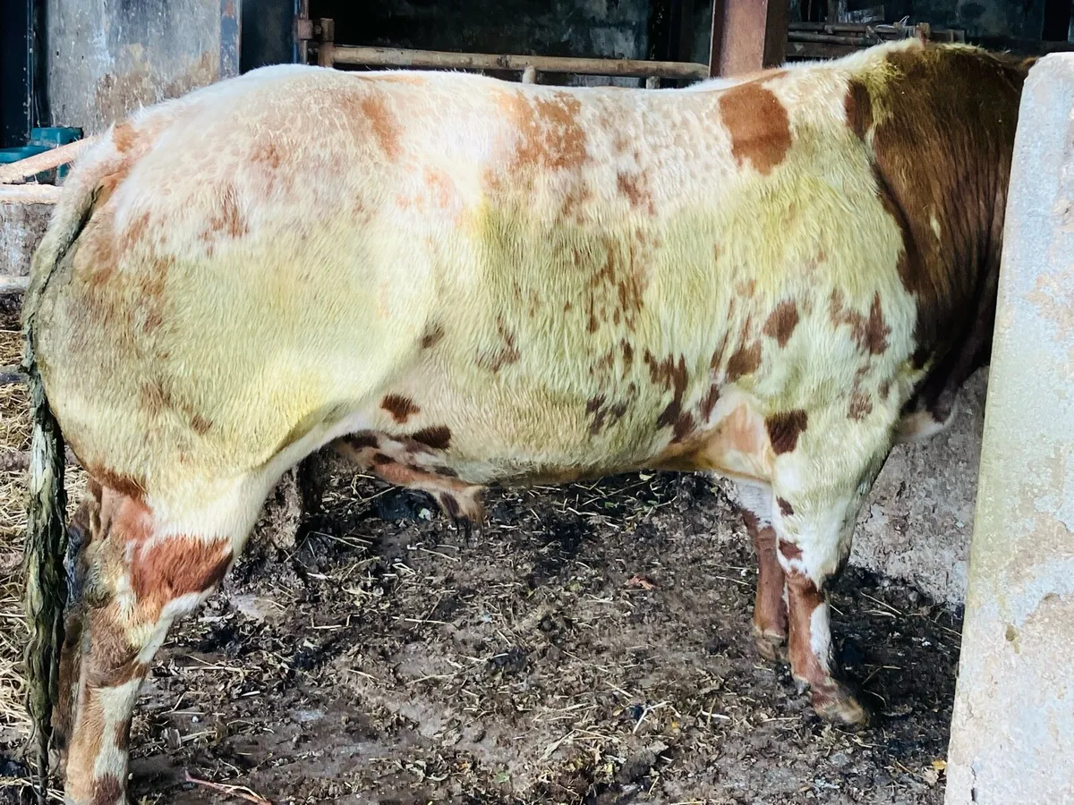 Red Belgium Blue Bull - Image 3