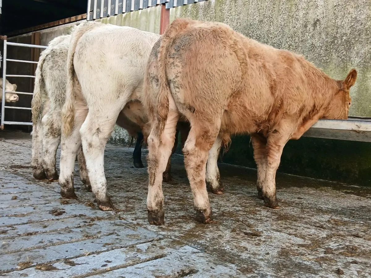 10 Super Quality Bull Weanlings - Image 1