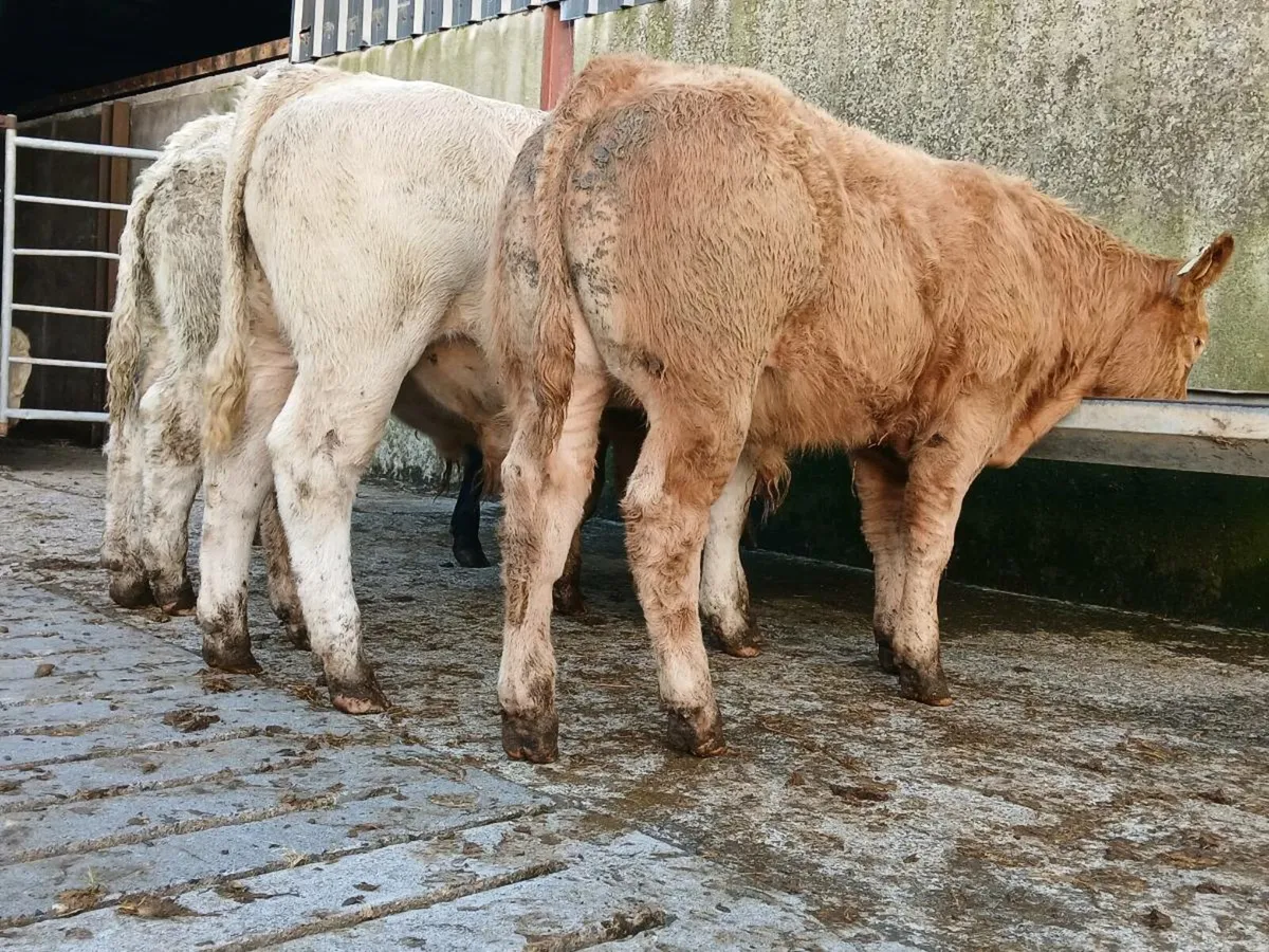 10 Super Quality Bull Weanlings - Image 2