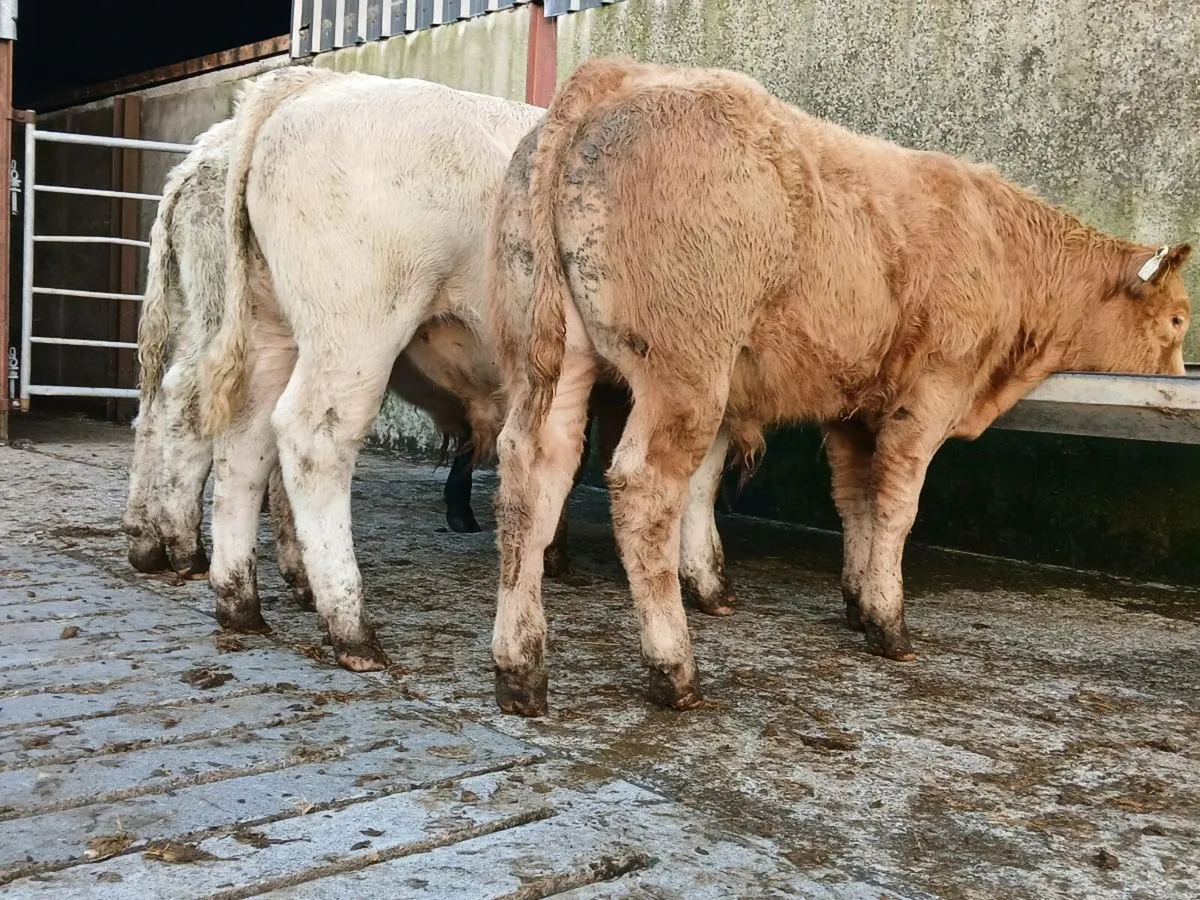 10 Super Quality Bull Weanlings - Image 3