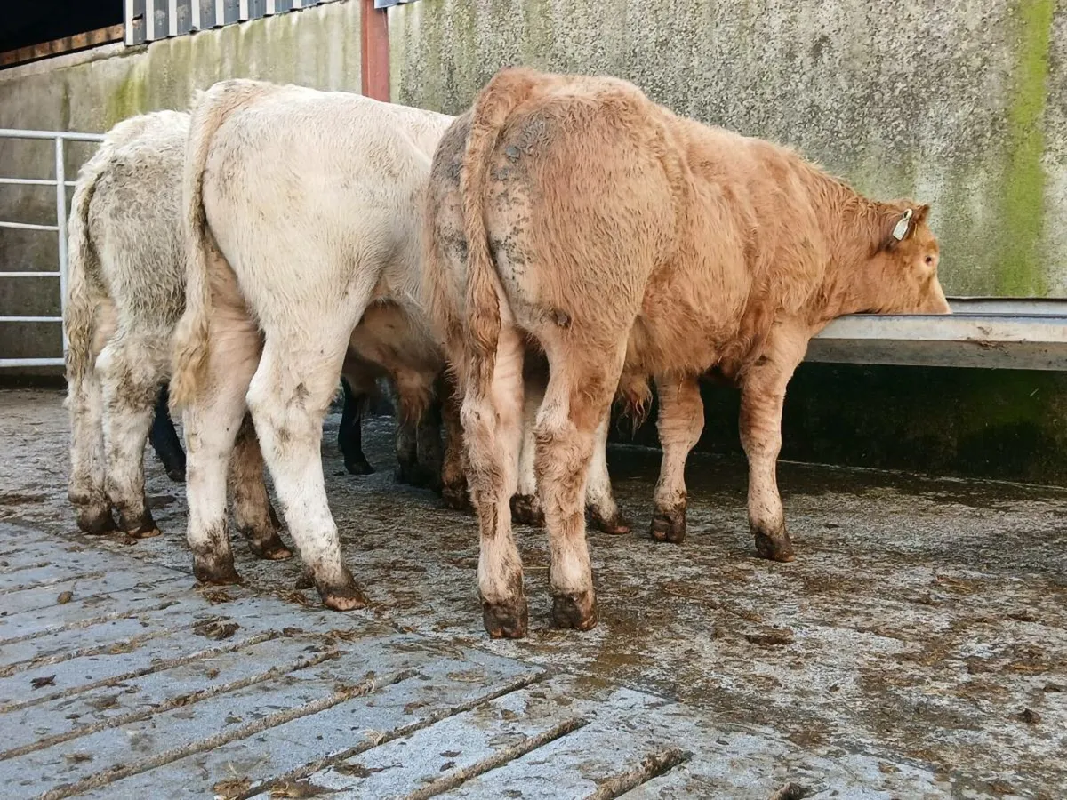 10 Super Quality Bull Weanlings - Image 4