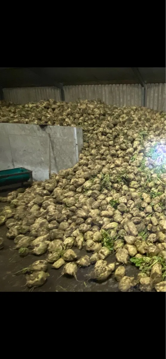 Fodder beet - Image 1