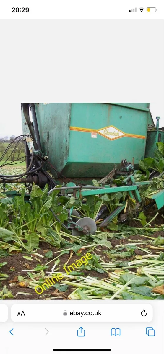 Fodder beet - Image 2
