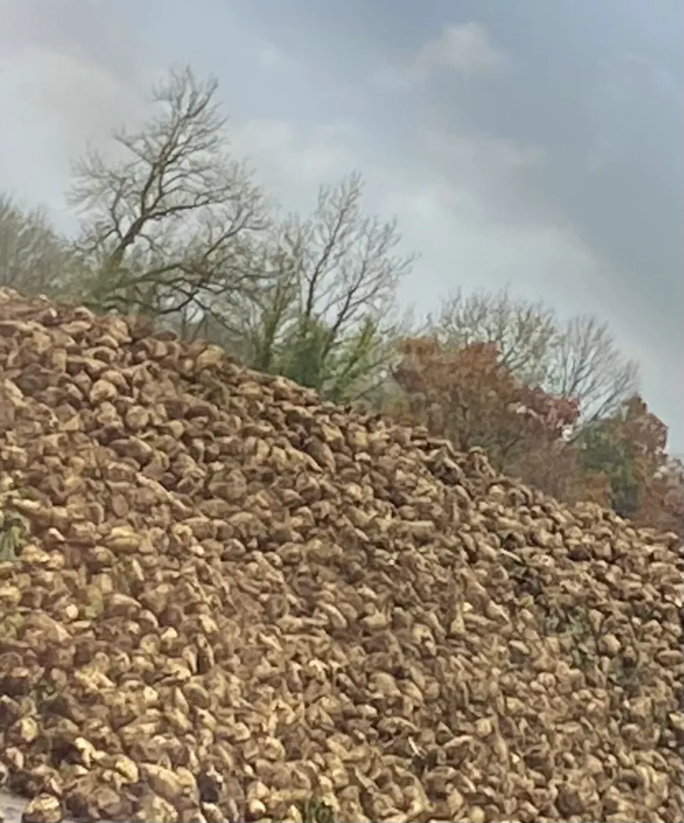 Fodder beet - Image 3