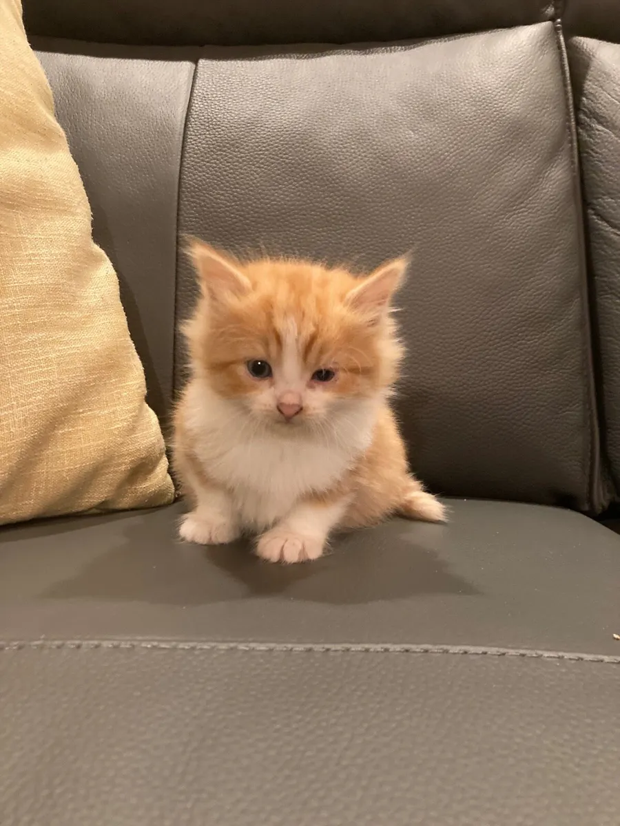Kitten for sale - Image 1