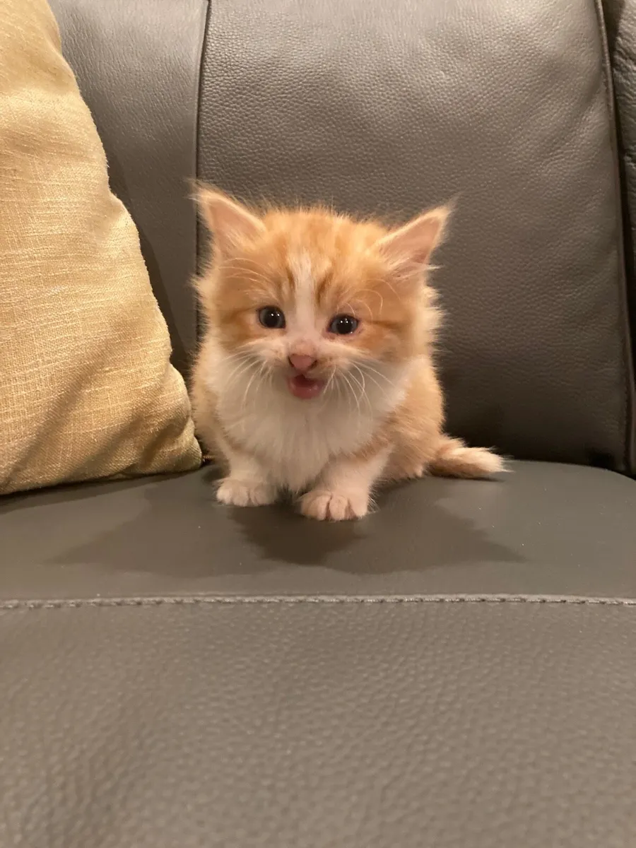 Kitten for sale - Image 2