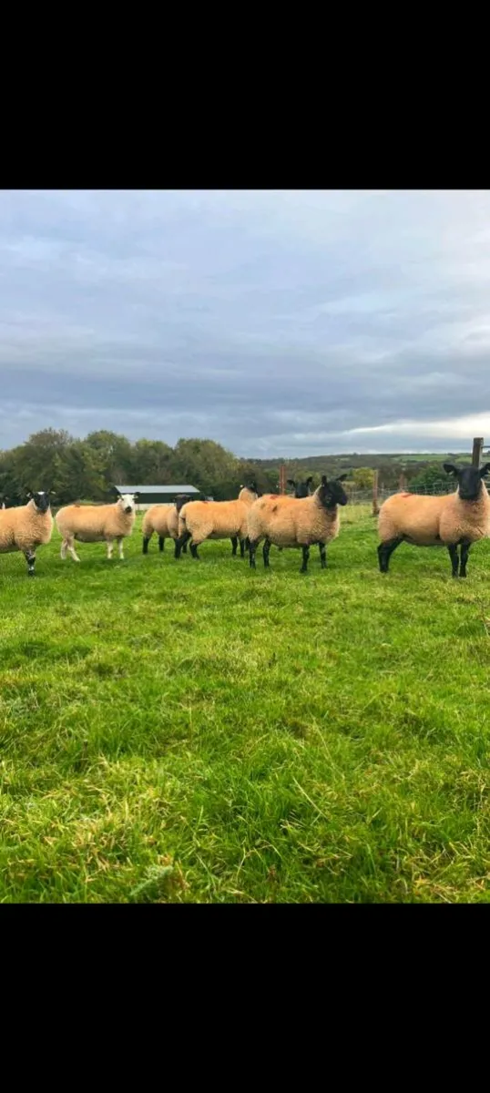 Ewe hoggets - Image 1