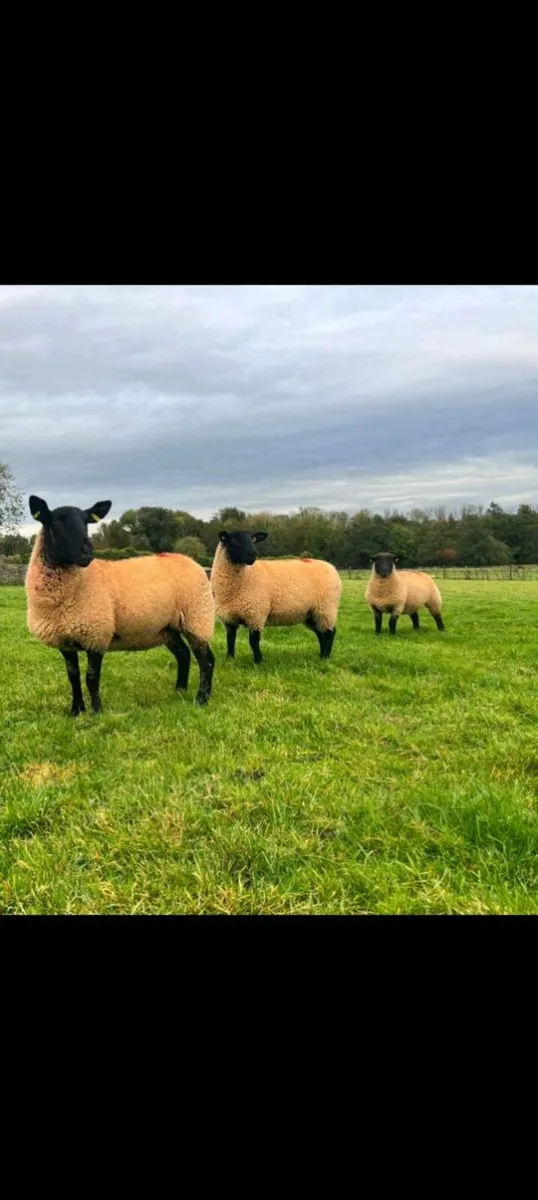 Ewe hoggets - Image 2