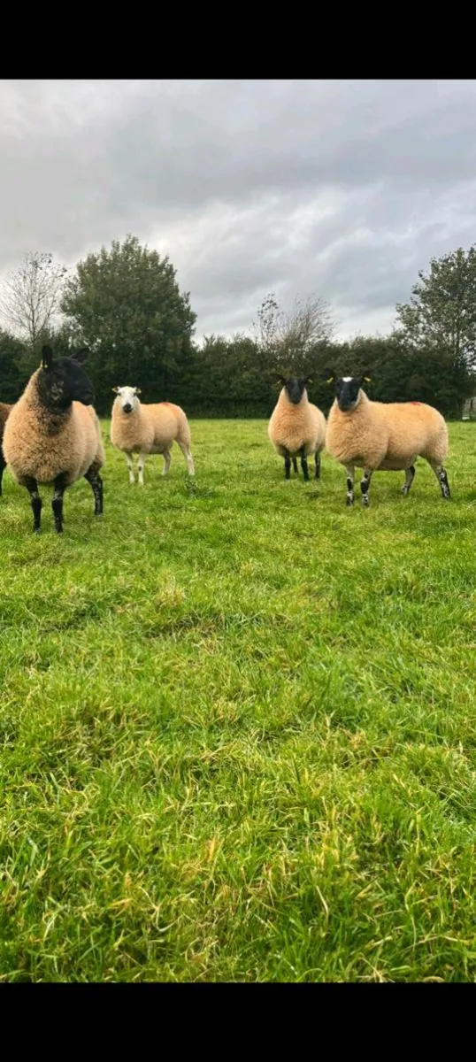 Ewe hoggets - Image 3