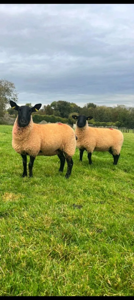 Ewe hoggets - Image 4