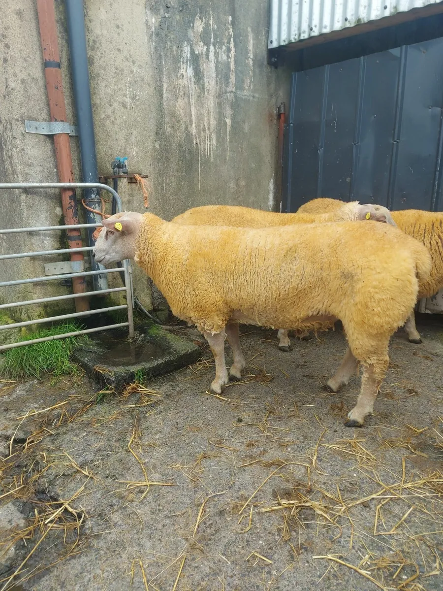 Sheep - Image 2