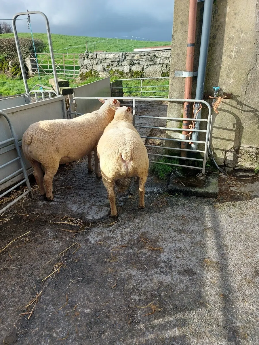 Sheep - Image 3