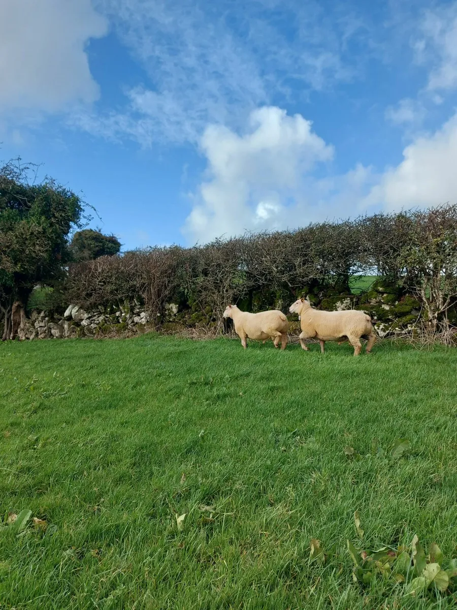 Sheep - Image 4