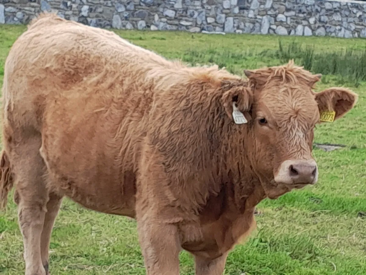 Weanling calves - Image 1