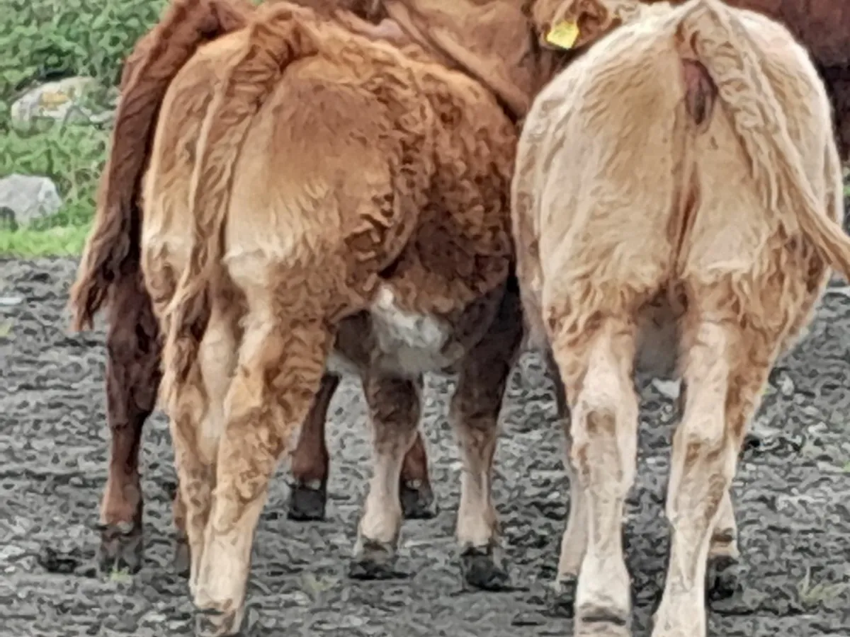 Weanling calves - Image 2