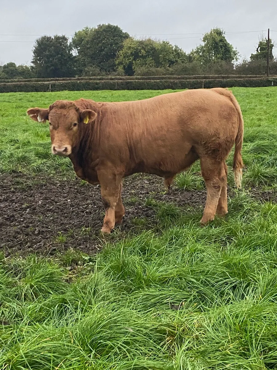 Charolais Weanling Bulls - Image 2