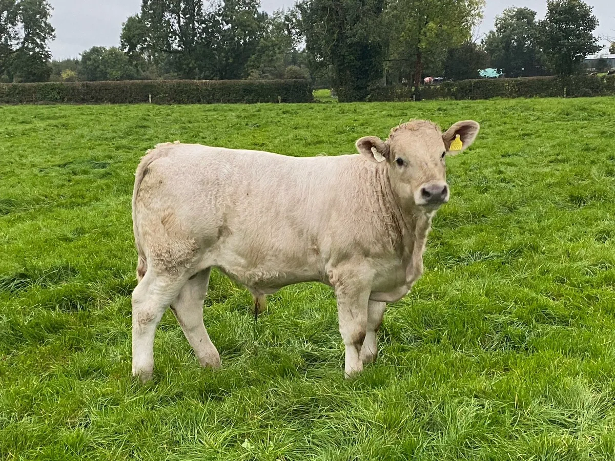 Charolais Weanling Bulls - Image 3
