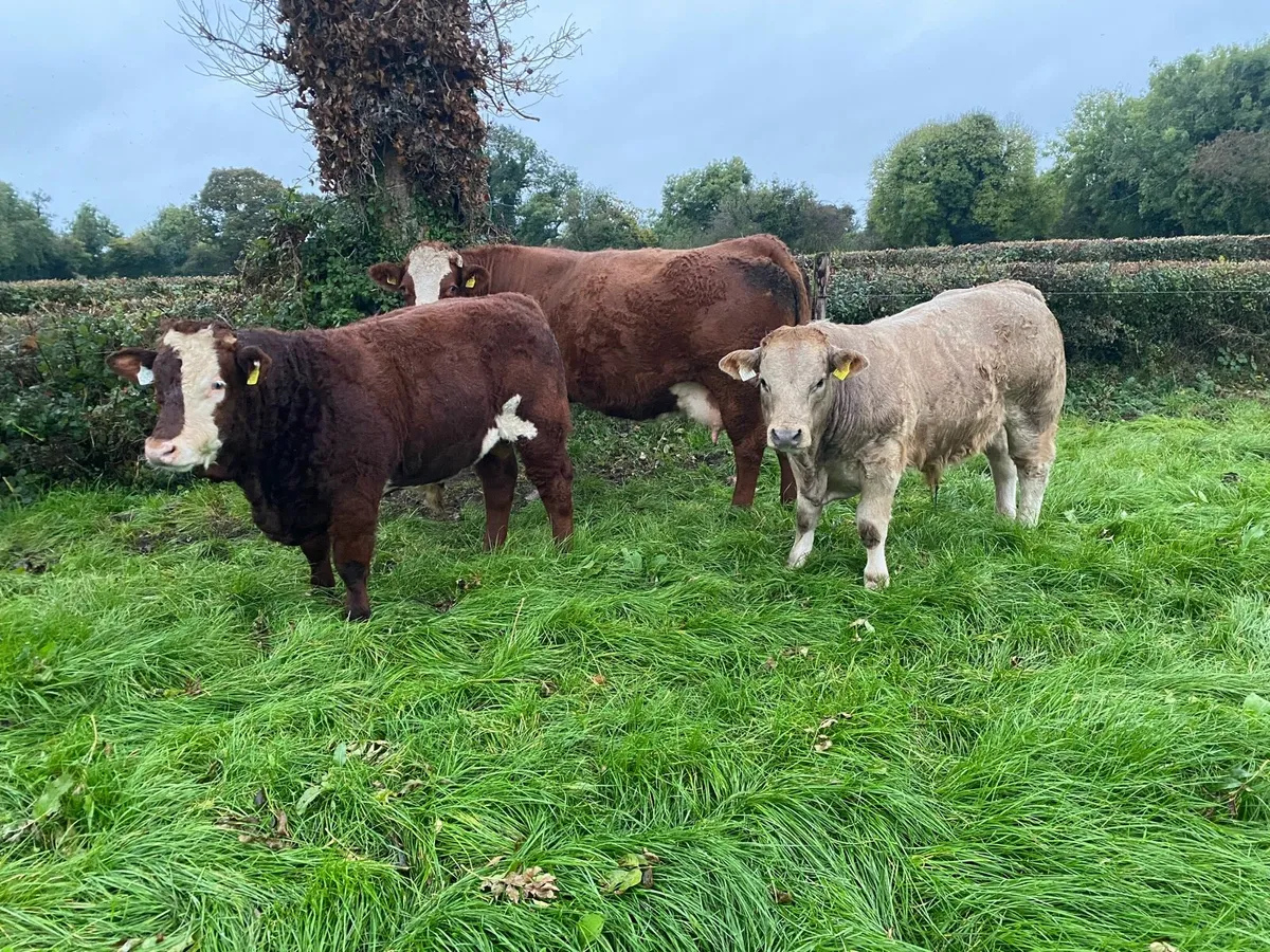 Charolais Weanling Bulls - Image 4