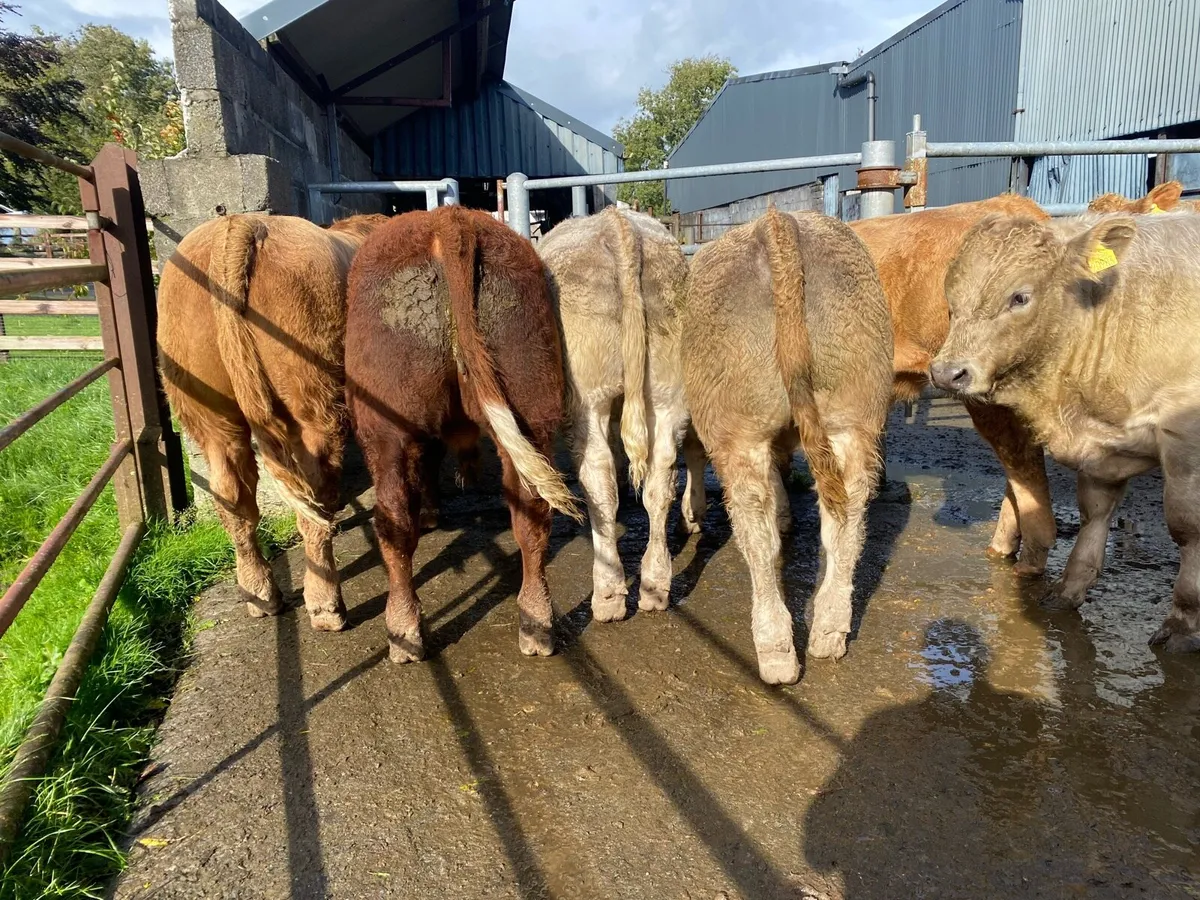 Charolais Weanling Bulls - Image 1