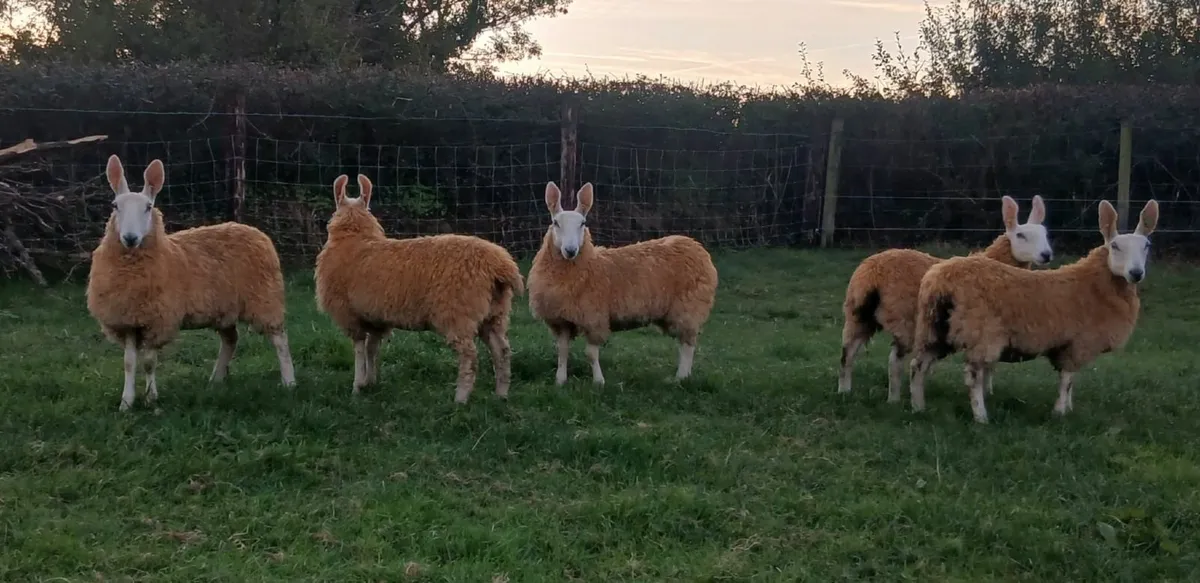 Border Leicester Ewe Lambs - Image 1