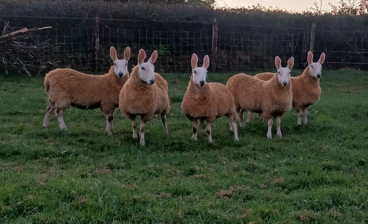 Border Leicester Ewe Lambs - Image 2