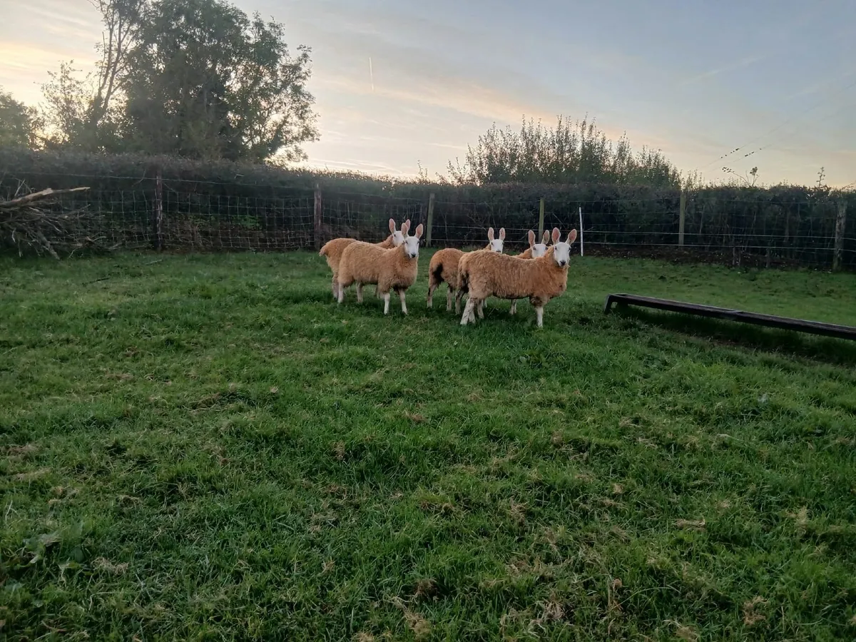 Border Leicester Ewe Lambs - Image 3