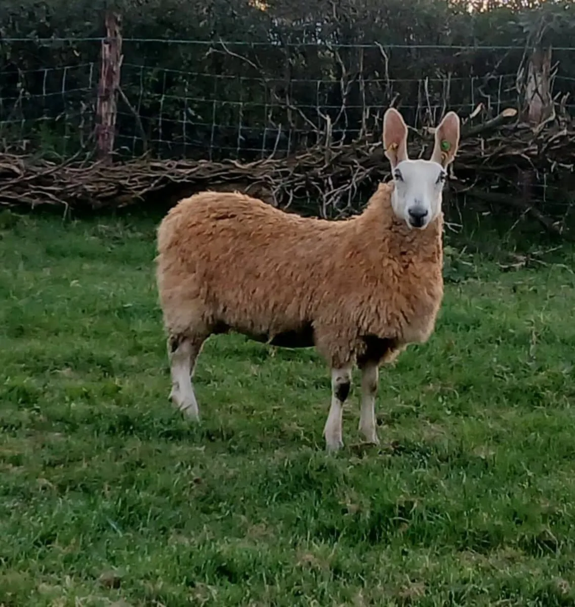 Border Leicester Ewe Lambs - Image 4