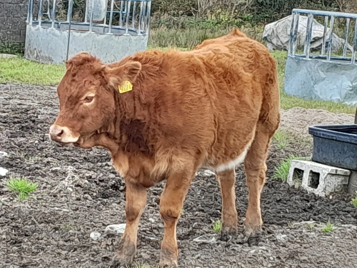Weanling calves - Image 3