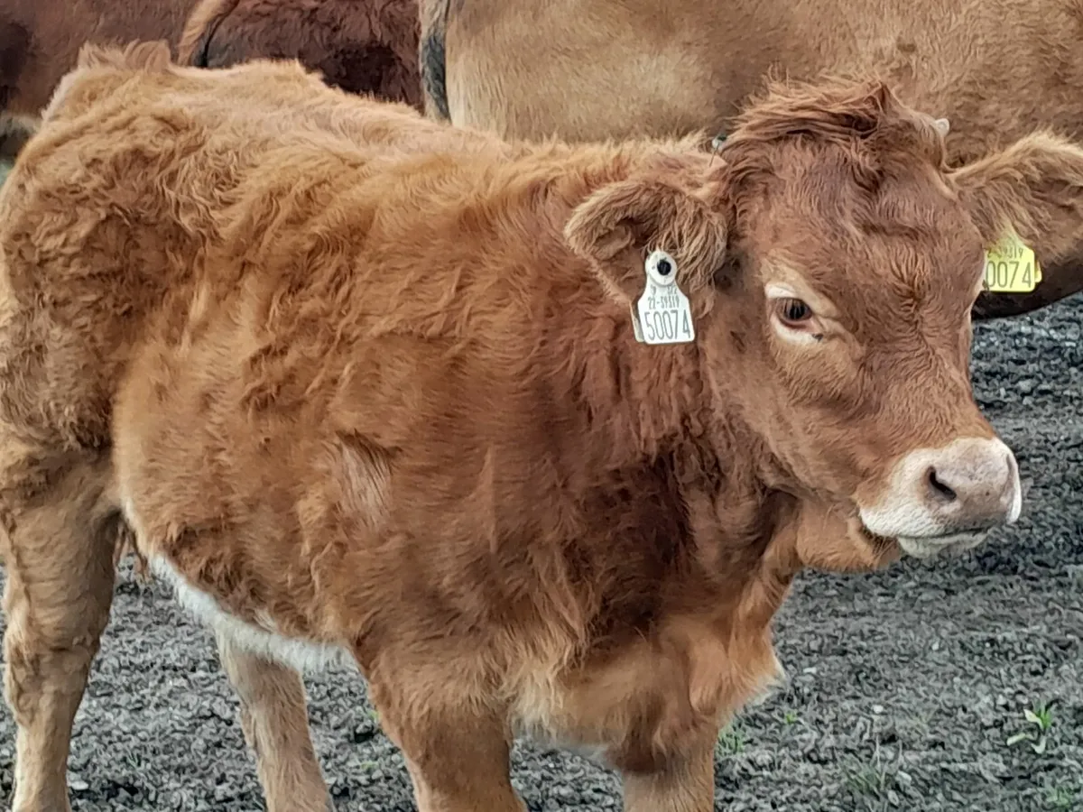 Weanling calves - Image 4