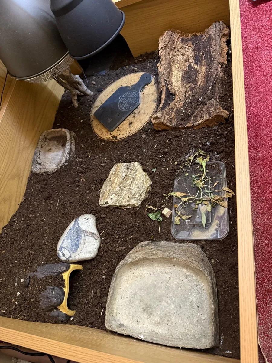Tortoise enclosure - Image 1