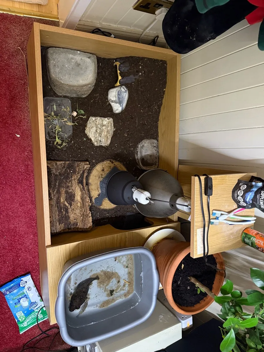 Tortoise enclosure - Image 3