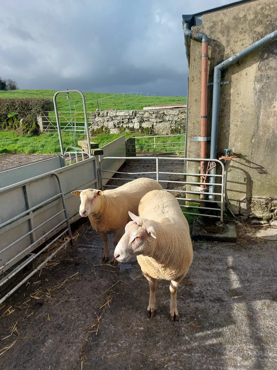 Sheep - Image 1