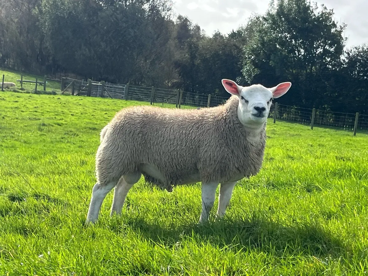 Texel Pedigree Ram Lamb - Image 2
