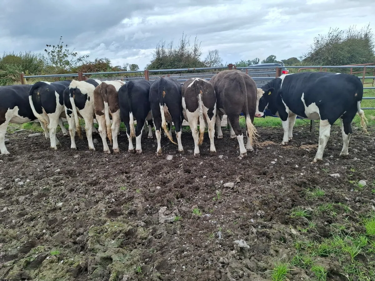 Flexkvieh heifers - Image 1