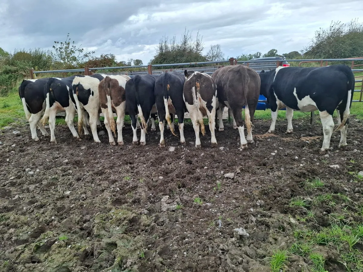 Flexkvieh heifers - Image 2