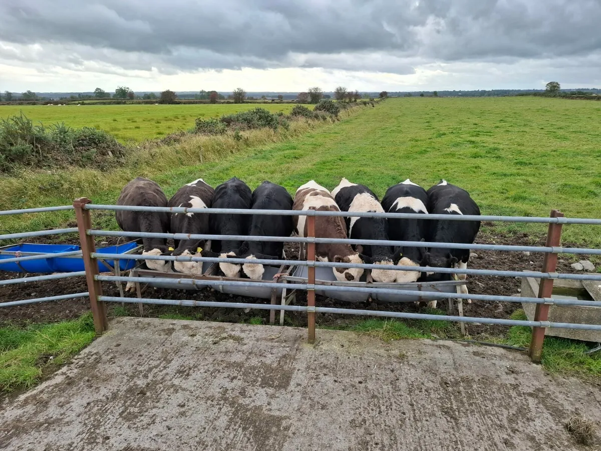 Flexkvieh heifers - Image 3
