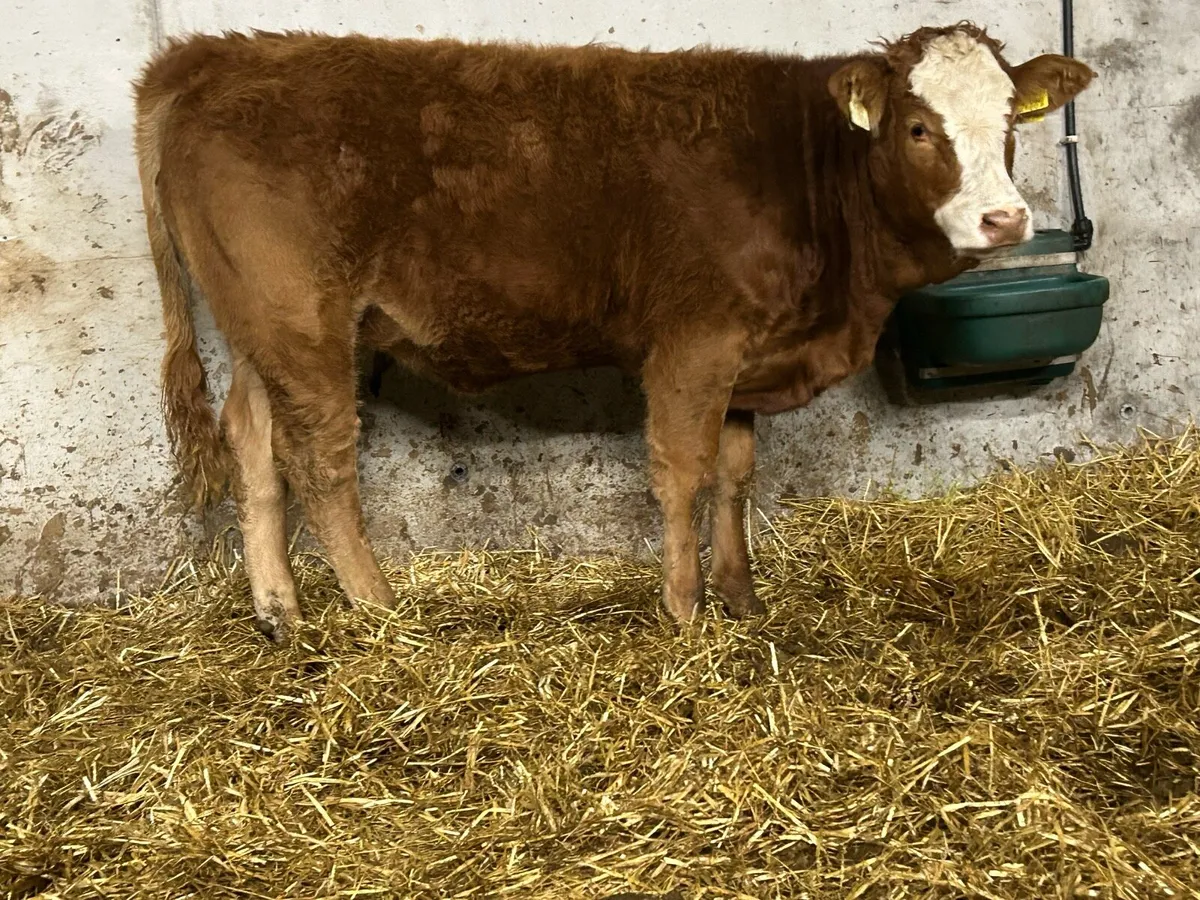 Super breeding heifer - Image 1
