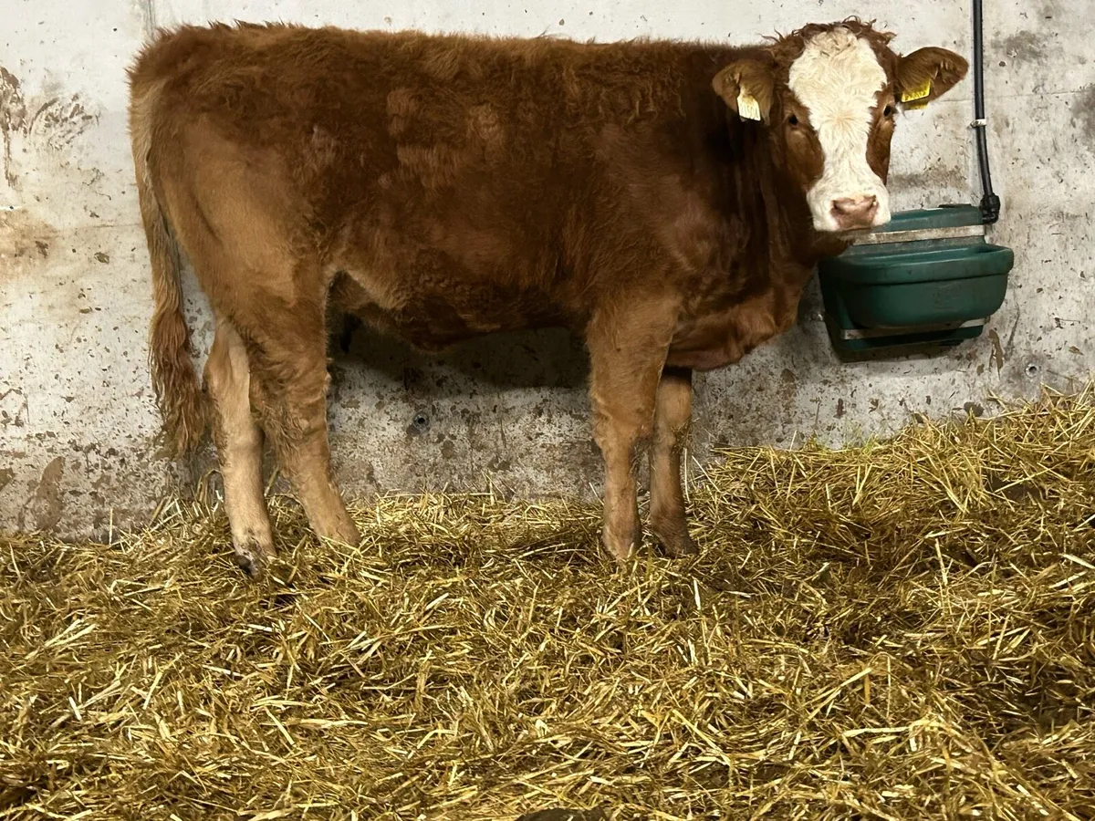 Super breeding heifer - Image 2