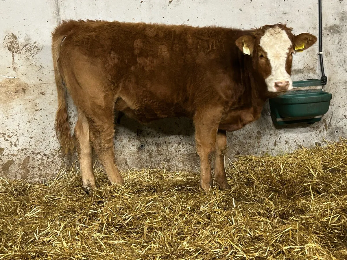 Super breeding heifer - Image 3