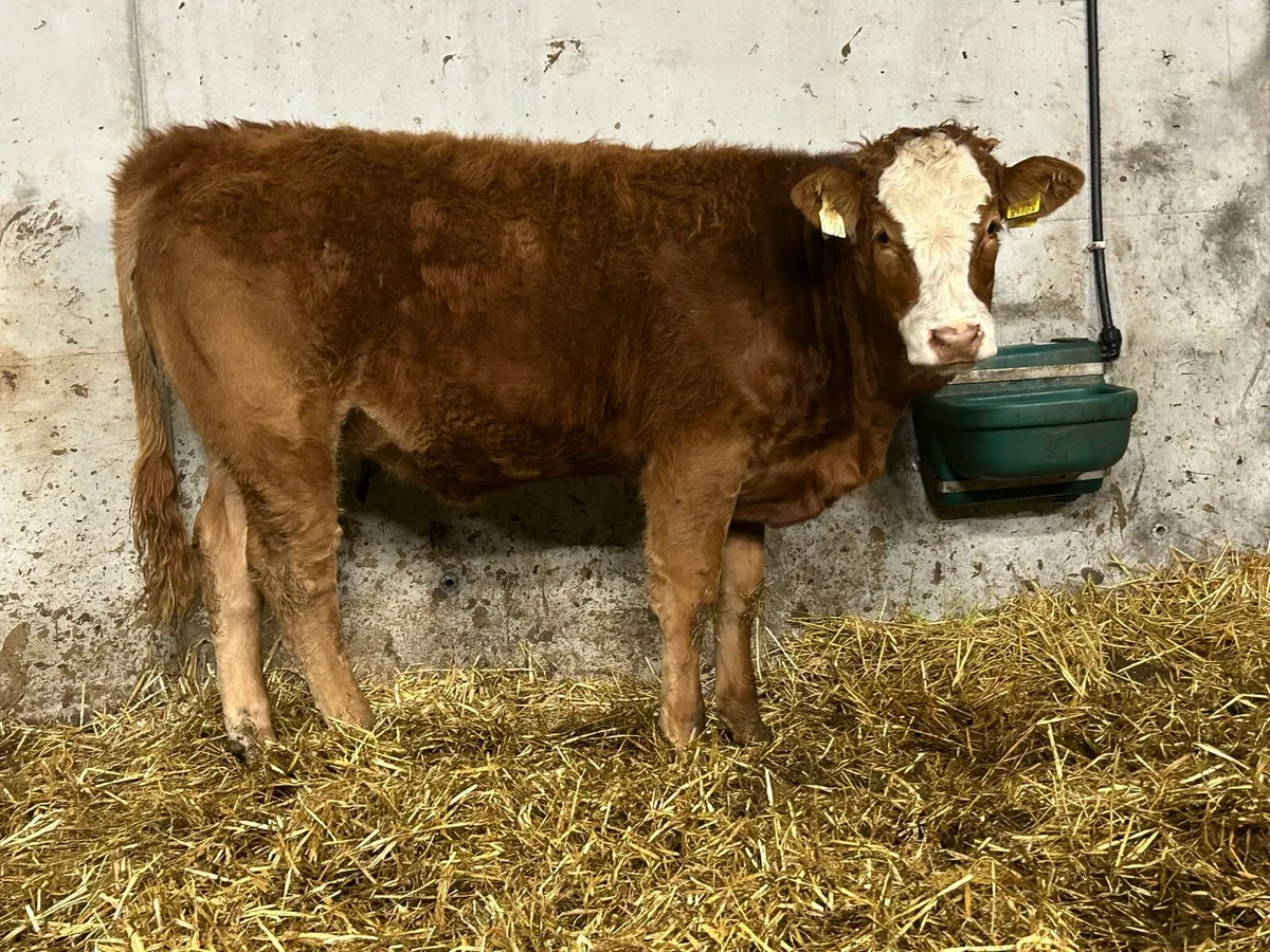 Super breeding heifer - Image 4