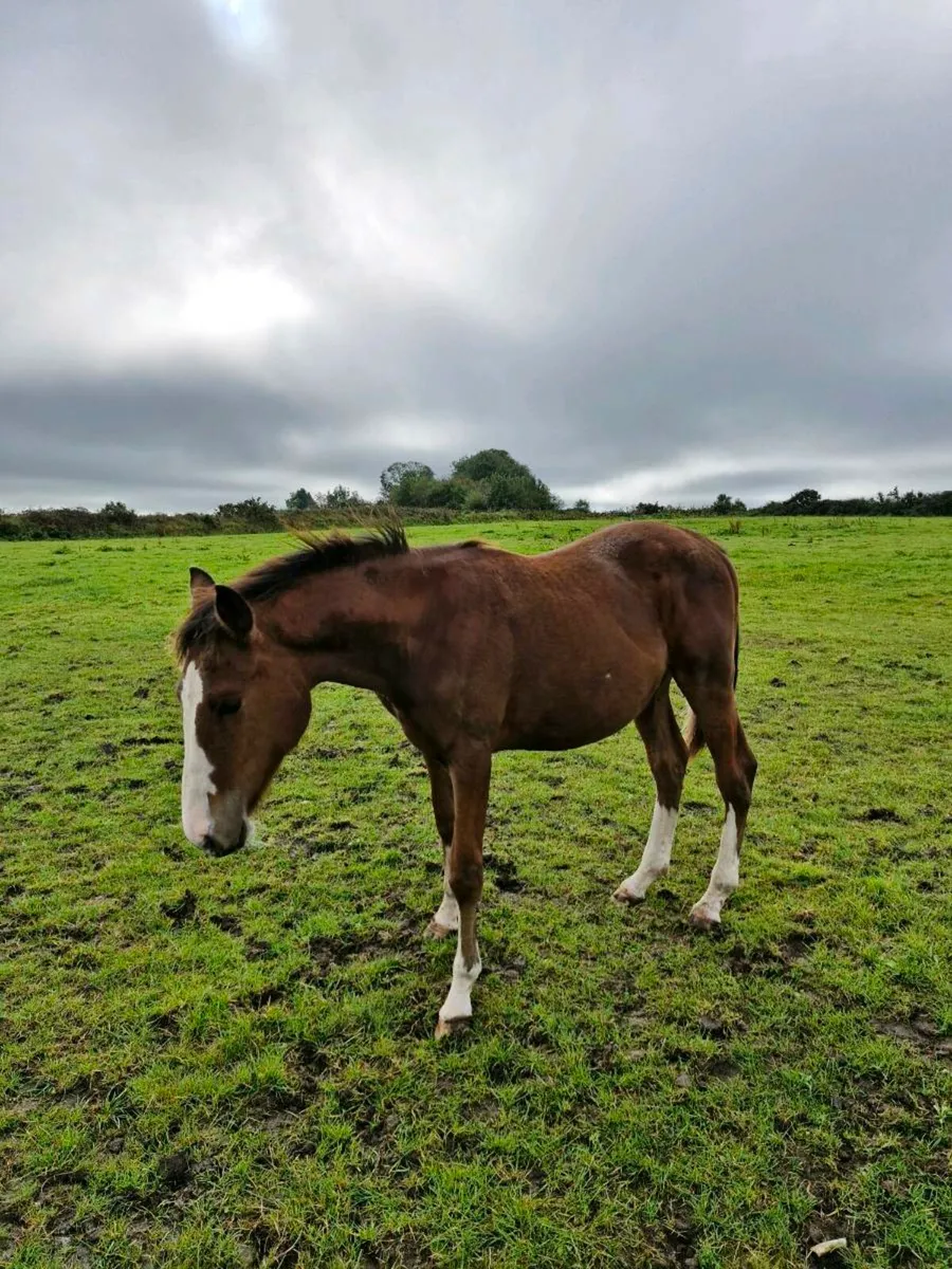 Vivant Van De Heffinck Yearling Gelding - Image 1