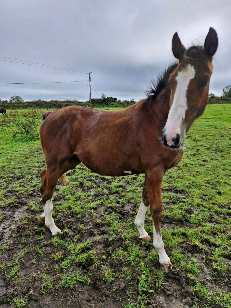 Vivant Van De Heffinck Yearling Gelding - Image 2