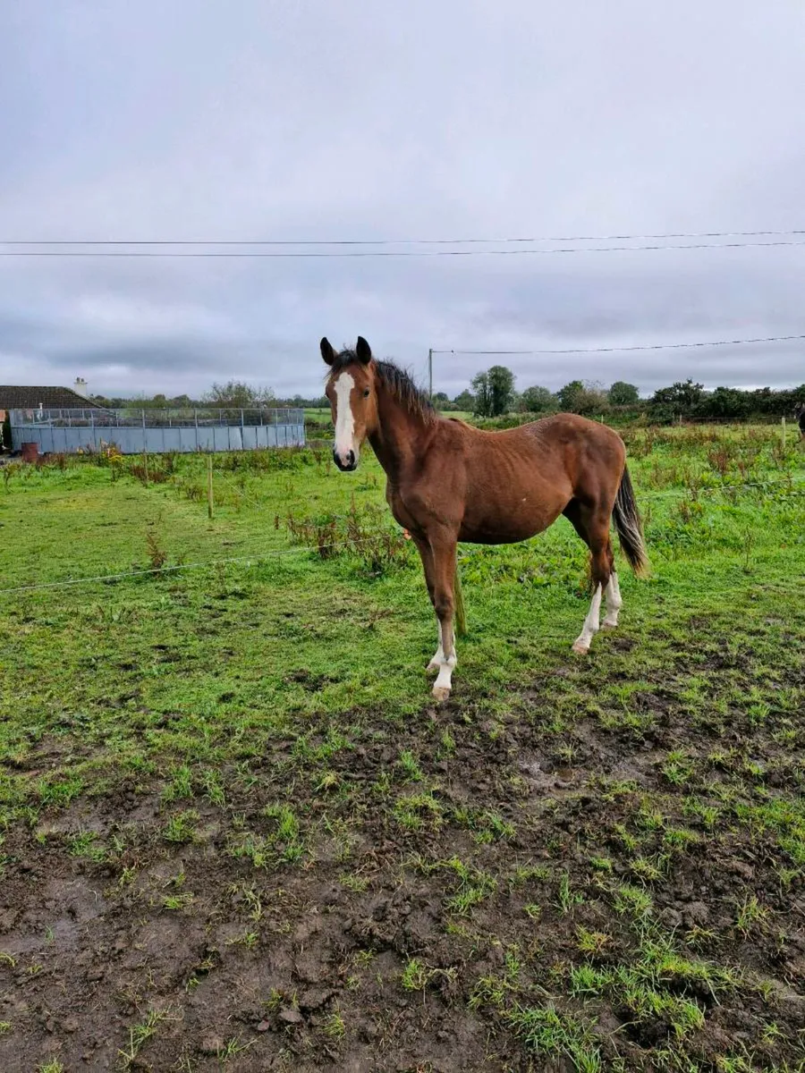 Vivant Van De Heffinck Yearling Gelding - Image 3