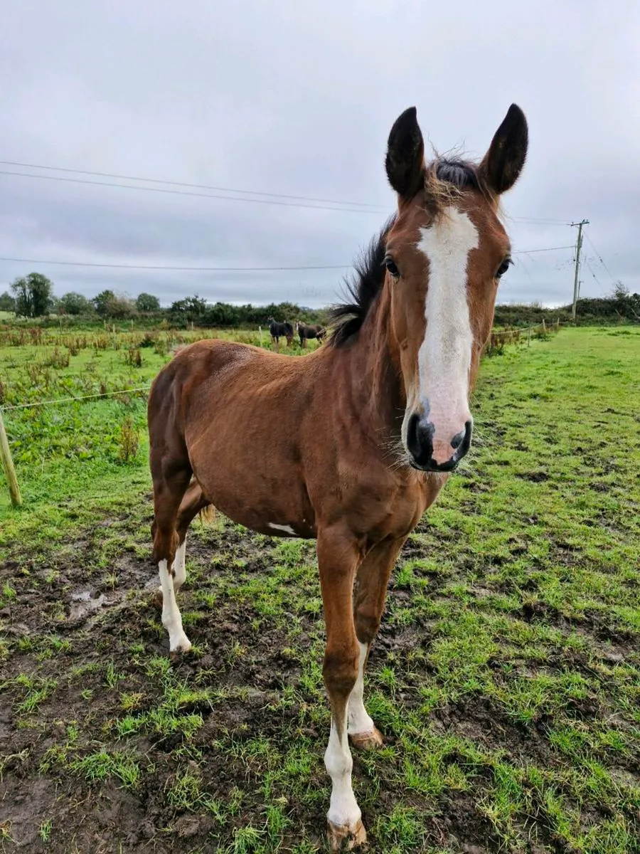 Vivant Van De Heffinck Yearling Gelding - Image 4