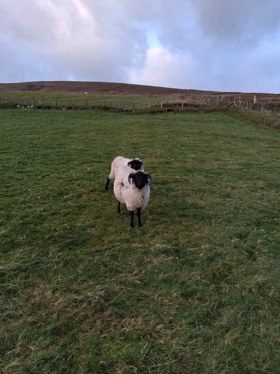 Sheep - Image 1