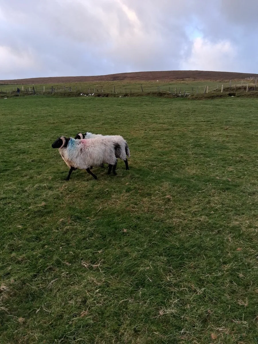 Sheep - Image 2