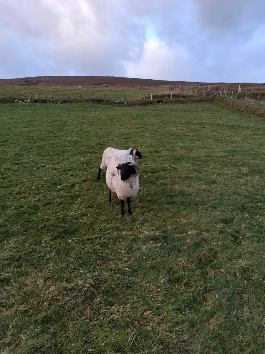 Sheep - Image 3
