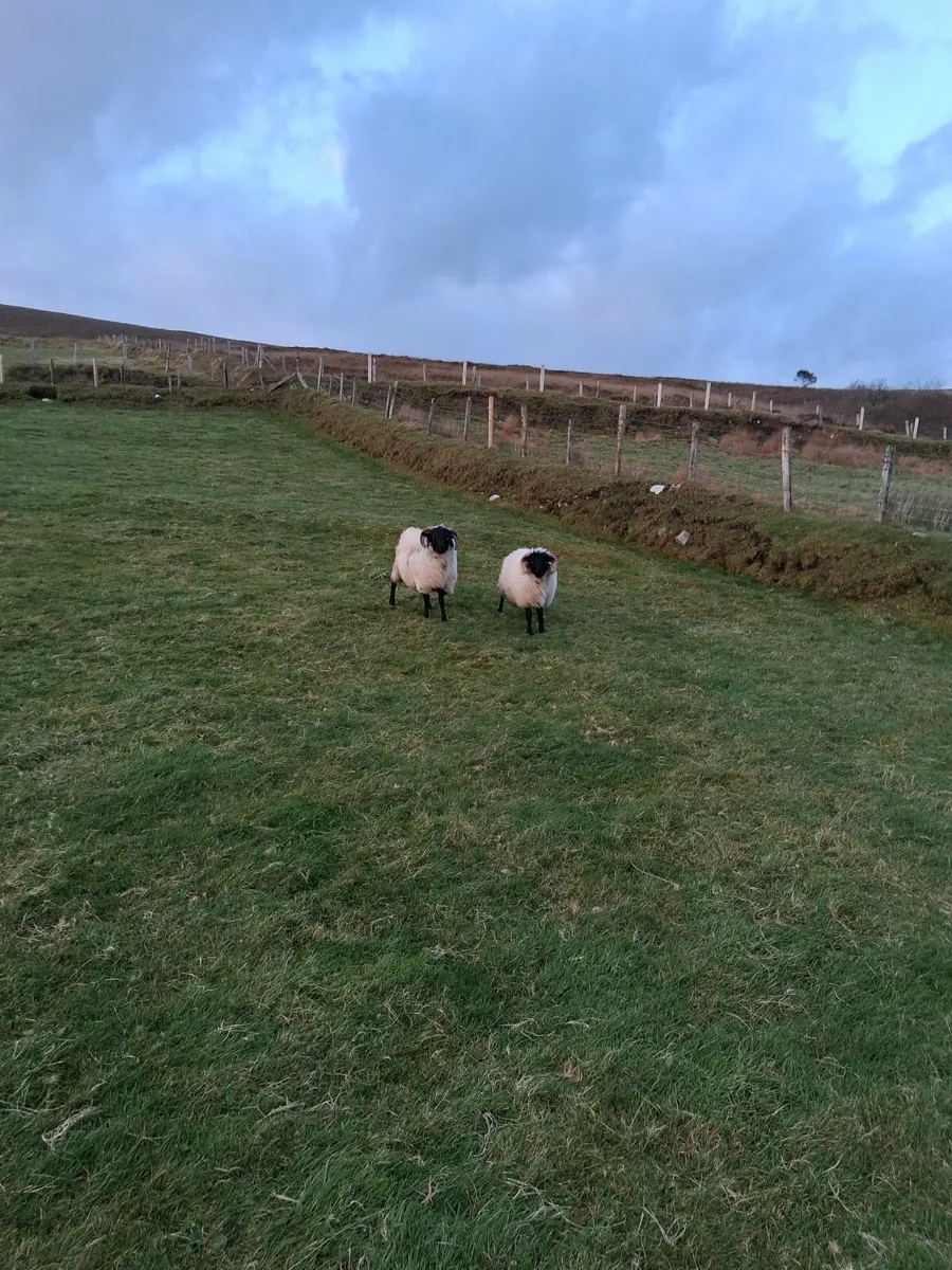 Sheep - Image 4