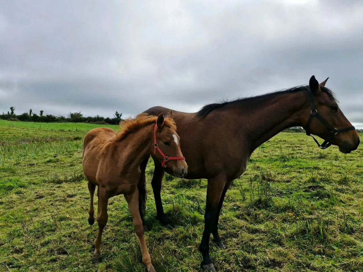 Vivant mare and Team Spirit filly foal - Image 1