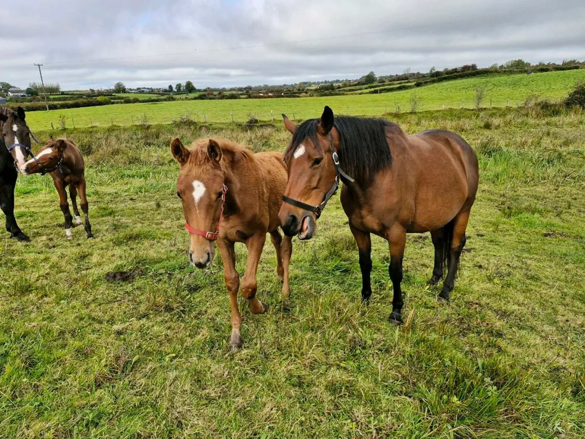 Vivant mare and Team Spirit filly foal - Image 2